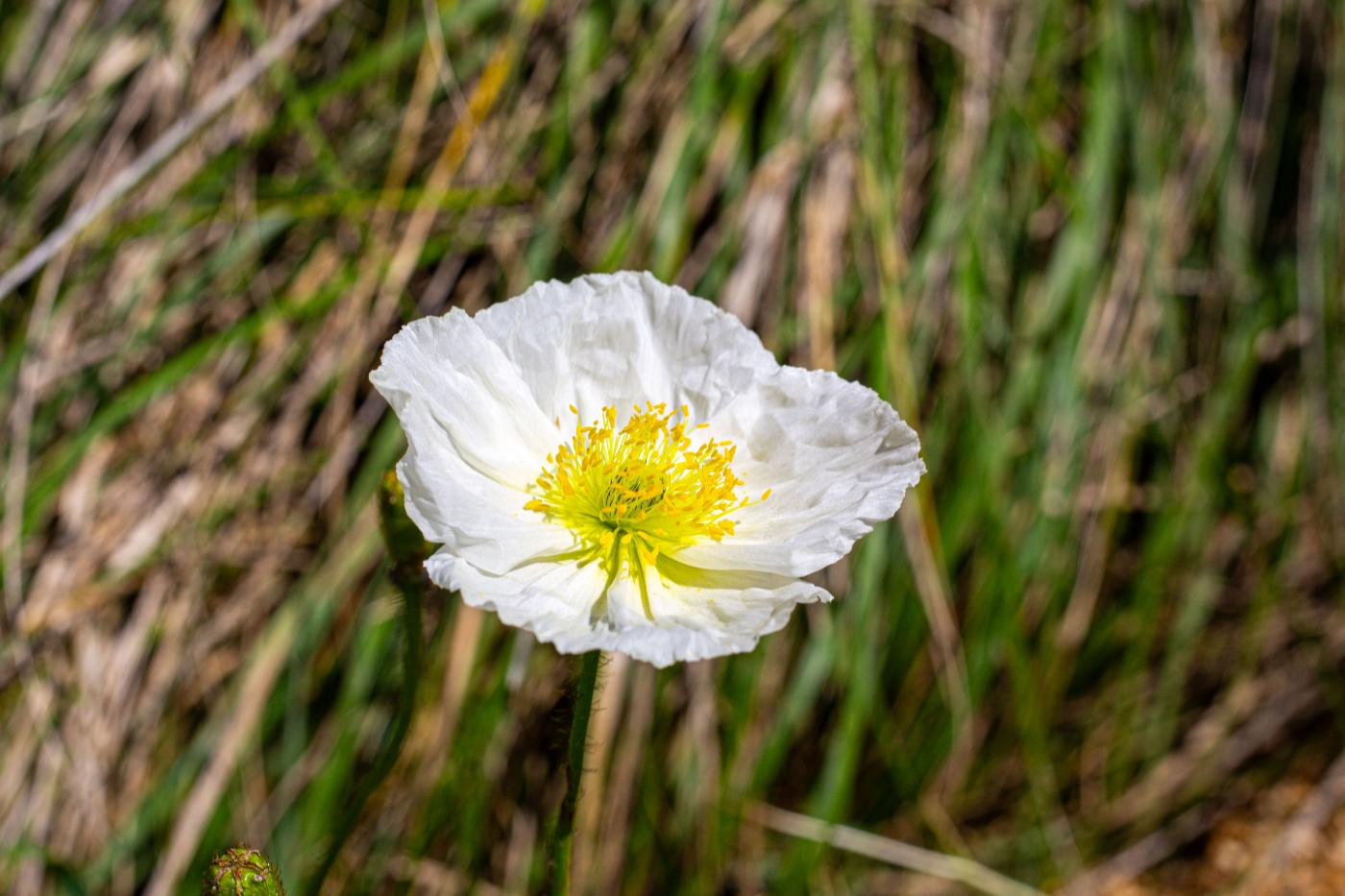 Fleur sauvage dans l’herbe